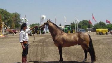 Pagaron 168 mil pesos por un caballo Criollo en la Rural