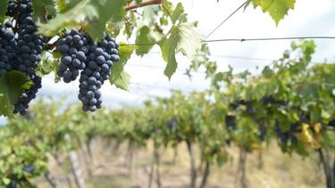 Definieron metas de la vitivinicultura para los próximos diez años