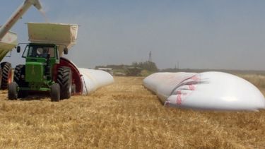 Ruralistas adquirieron más de 8 millones de toneladas de granos para la próxima campaña