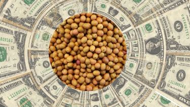 Entró en vigencia el dólar soja III y se suman las economías regionales