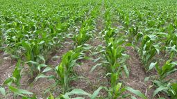 Los cultivos de Santa Fe comienzan a sufrir los efectos del clima