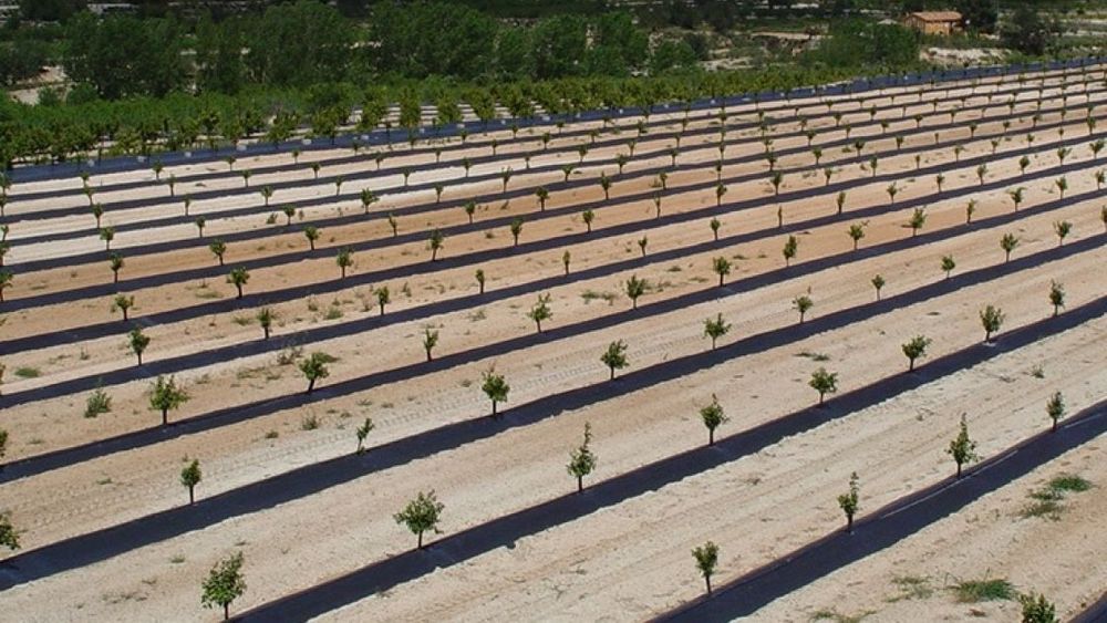 La agricultura puede ser la mejor política social