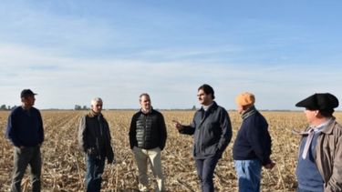 Superficie sembrada de trigo en "La Provincia" creció más de 18%