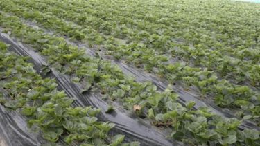 La micro nutrición en cultivos es clave para dar vitalidad a los campos