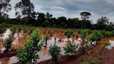 Las lluvias causaron un impacto negativo en las producciones locales.