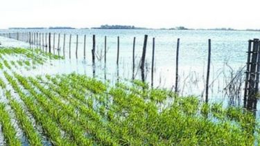 Destinarán $1.000 millones para prevenir inundaciones en la Pampa Húmeda
