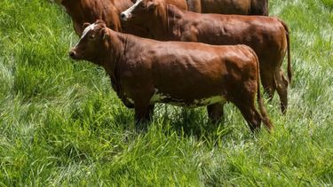 Mejoran la calidad de la carne a través de un proceso genético