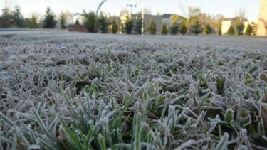 Advierten que las recientes heladas pueden afectar el rendimiento del trigo