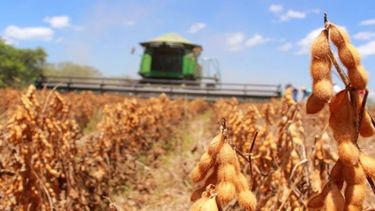 Pronostican que la producción de soja será la menor en 23 años