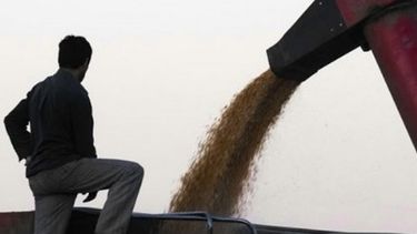 Avance de la cosecha de soja y de maíz mantiene su adelanto interanual