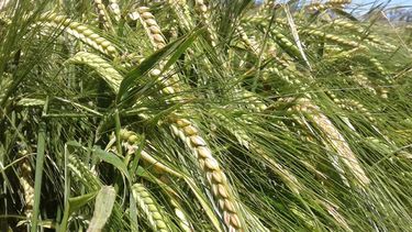 El impacto de la medida se sentirá en maní, vino, arroz, tabaco, industria forestal y cáscara de cítricos.