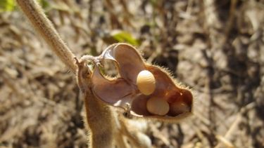 Problemas para la soja en el centro y sur de la provincia de Buenos Aires