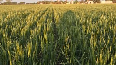 La estimación sobre el trigo subió a 19,8 millones de toneladas