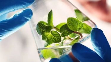 Ponen en marcha la Ley de Promoción de la Biotecnología