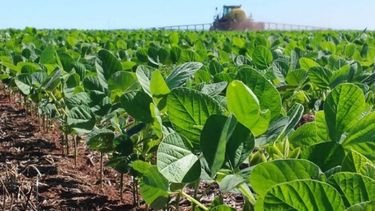 La siembra de soja alcanzó el 50% del área estimada para el cultivo