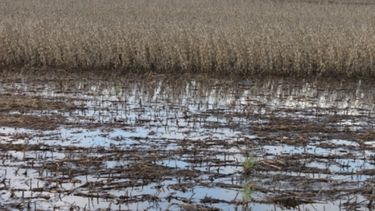 La siembra de soja en la zona núcleo vuelve a frenarse por las lluvias