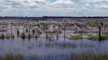 Más problemas para las siembras de soja y maíz por el mal clima