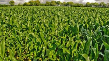 La Niña impulsa las siembras tardías de maíz