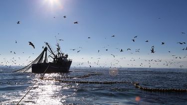 Tope de captura de lenguado en la zona común de pesca argentino-uruguaya