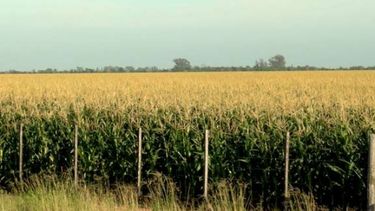 Comienza a ralentizarse la siembra de soja y maíz