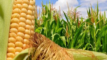 La producción de Argentina y Brasil hizo bajar los precios del maíz