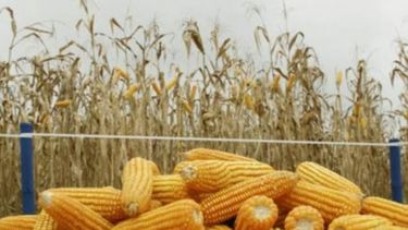 Progresa la cosecha nacional de maíz