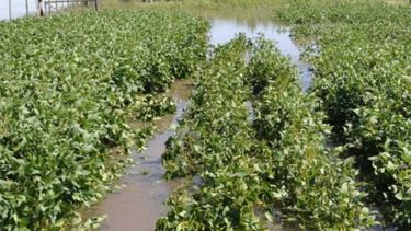 Mal panorama para la soja y el maíz en la Bolsa de Cereales de Córdoba