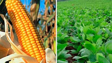 EE.UU.: suben las previsiones sobre las cosechas de maíz y soja