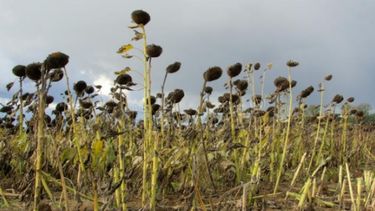 Reducen la estimación de girasol a 3,5 millones de toneladas