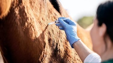 La acción de Senasa para mitigar los efectos de la encefalomielitis equina.