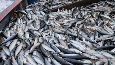 Los cupos a la pesca buscan evitar excesos de explotación de las especies y asegurar su conservación a largo plazo.