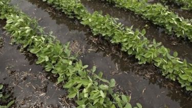 Faltan cosechar 5,7 millones de hectáreas de soja en el país