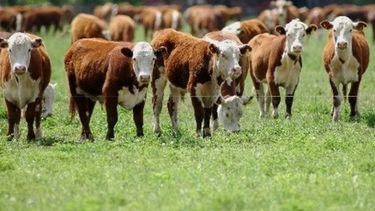 Afirman que la ganadería nacional está en buenas condiciones