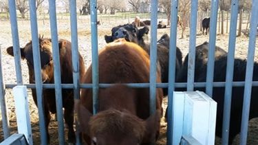 Ganadería 4.0: la era de las vacas con chips