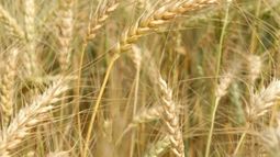Esperan una mejora en el rendimiento del trigo de la zona núcleo productiva