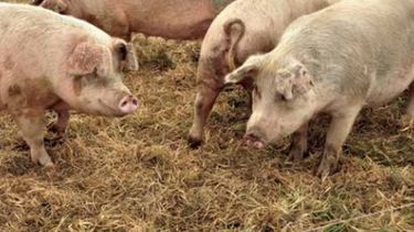 Destacan que establecimientos del sector porcino está atomizados