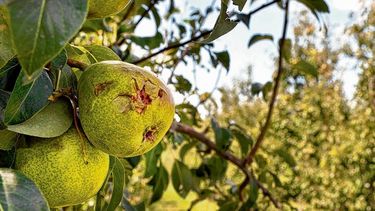 Declararon la emergencia agropecuaria en Río Negro