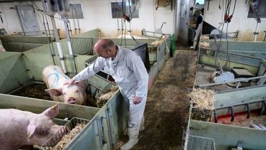 Aseguran que el acuerdo porcino con China contempla el control ambiental