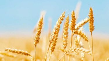 El trigo está en camino a un nuevo récord productivo