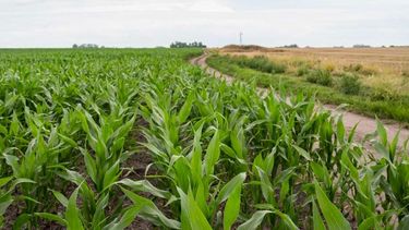 Los suelos argentinos almacenan 2% del carbono mundial