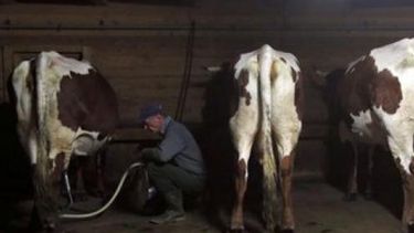 Argentina usará anticonceptivos en vacas para evitar embarazos no deseados