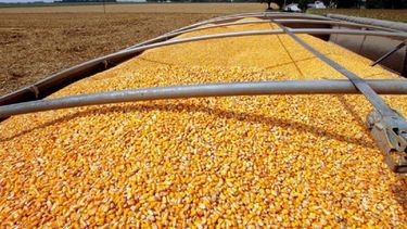 Por la sequía, extendieron por 180 días los embarques de maíz