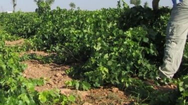 Impacto de los cambios en derechos de exportación sobre campañas agrícolas