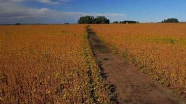 Mejoran las expectativas sobre cosechas de soja y maíz en Estados Unidos