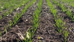Anticipan una caída de 5% en la siembra de trigo