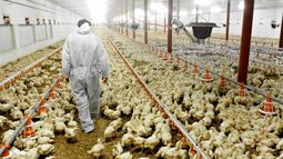 Financiamiento oficial para el sector avícola llega a los $30.000 millones