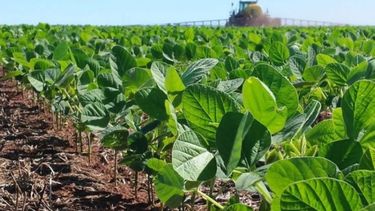 La siembra de soja sigue con un marcado retraso