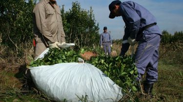 Establecen el nuevo precio de la hoja de yerba mate