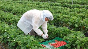 Pequeños productores crearon la Mesa Agroalimentaria Argentina