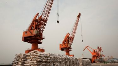 Colocan en 45 días el plazo de embarque de maíz